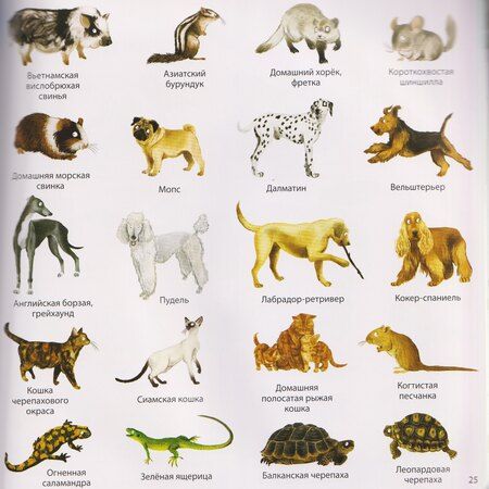 Фотография книги "1000 картинок. Животные мира"