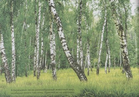 Фотография книги "111 наклеек. Животные России"