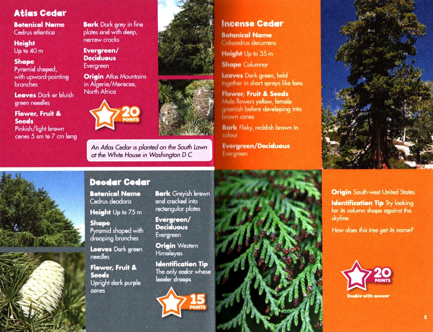 I-Spy Trees. Spy It! Score It!