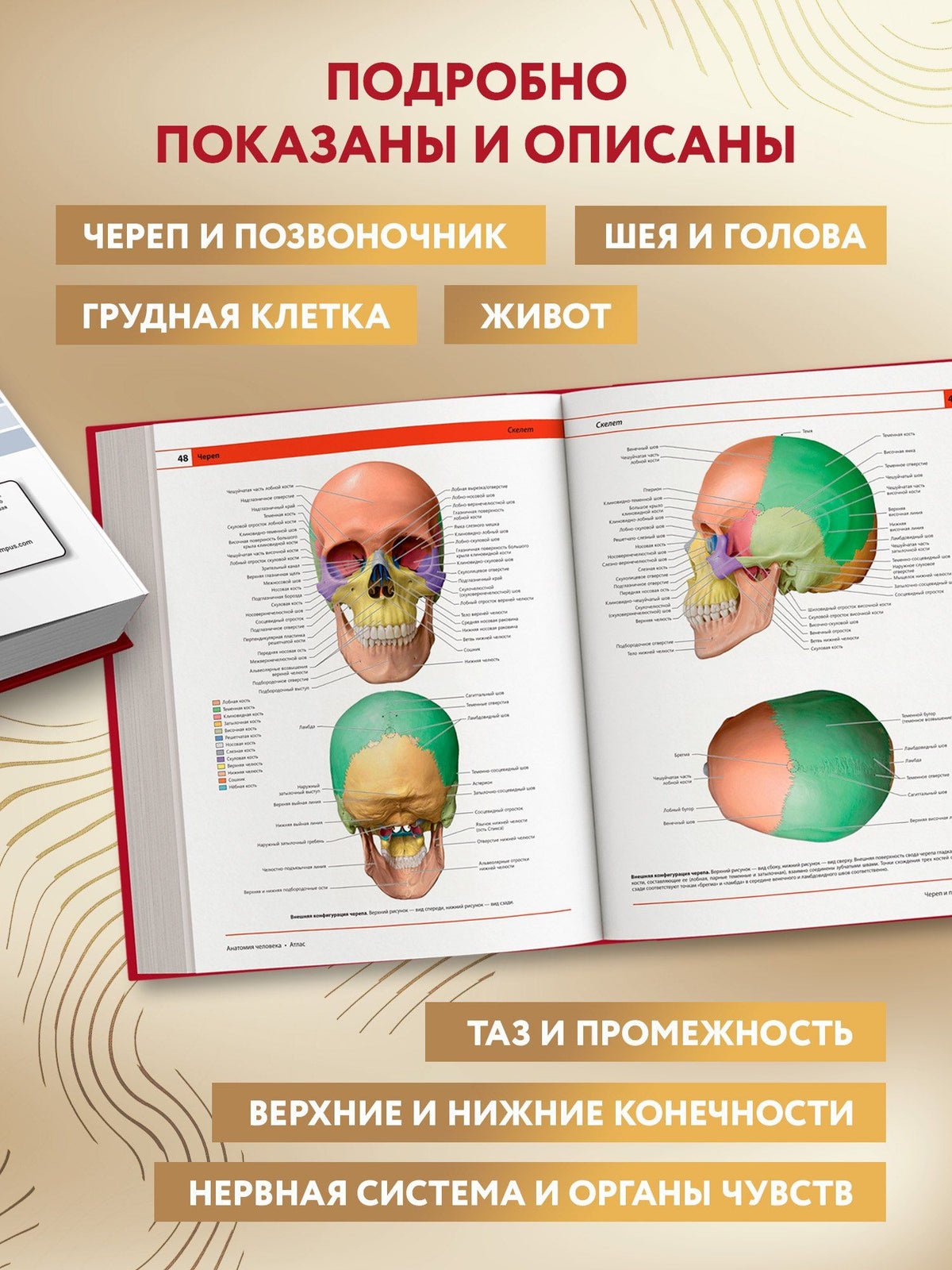 Джузеппе Анастази: Анатомия человека: атлас
