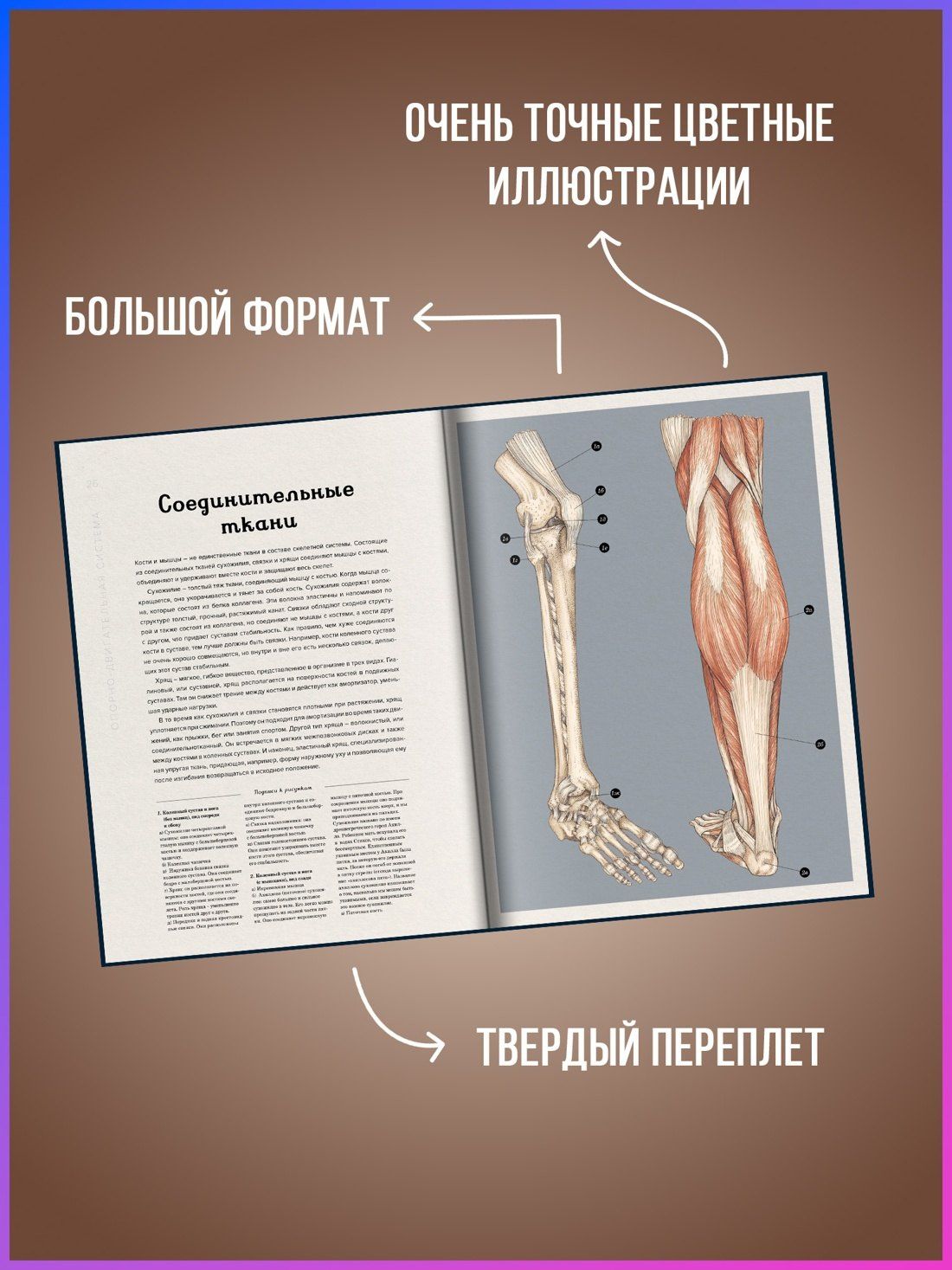 Дженнифер Пакстон: Анатомикум