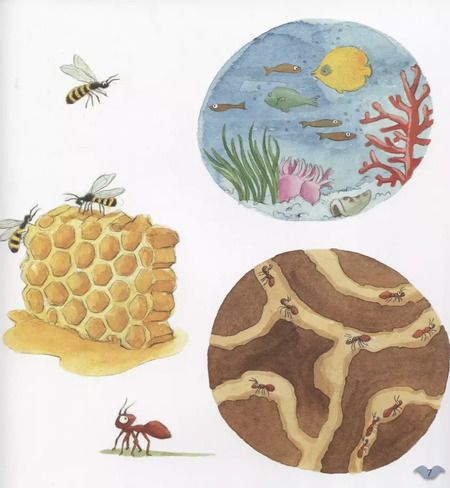 Фотография книги "Алехандро Альгарра: Где живут животные"