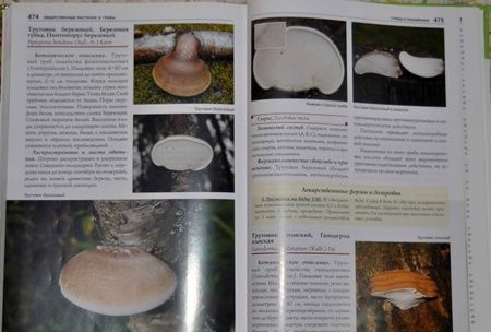 Фотография книги "Александр Ефремов: Лекарственные растения и грибы средней полосы России. Полный атлас-определитель"