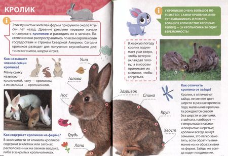Фотография книги "Александра Скворцова: Энциклопедия для маленьких почемучек. Животные фермы"