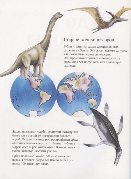 Фотография книги "Амманн: Чудо природы. История морской губки"