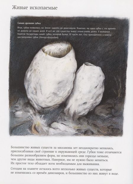 Фотография книги "Амманн: Чудо природы. История морской губки"