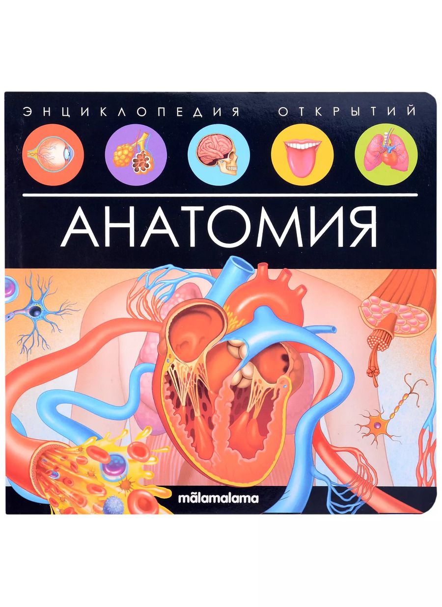 Обложка книги "Анатомия. Книжка-панорамка"