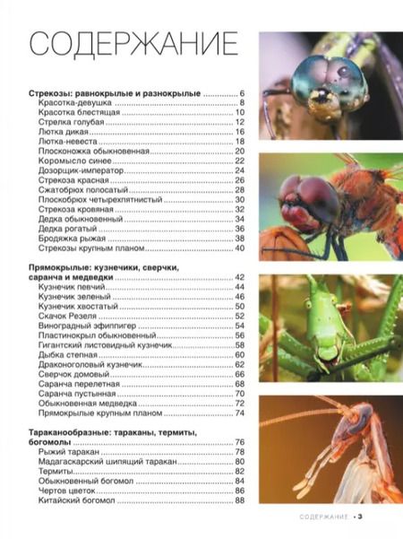 Фотография книги "Анна Спектор: Большая книга о насекомых. 1001 фотография"