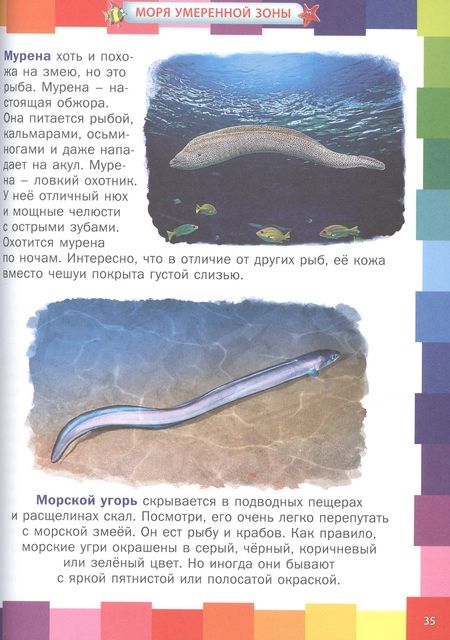 Фотография книги "Анна Забирова: Животные морей и океанов. Энциклопедия для самых маленьких"