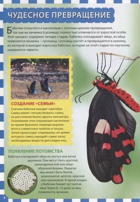 Фотография книги "Бабочки"