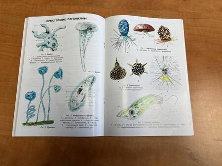 Фотография книги "Бактерии, вирусы, простейшие"