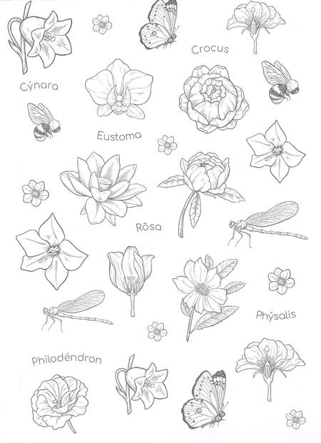 Фотография книги "Ботаника. Раскраска для скетчмаркеров"