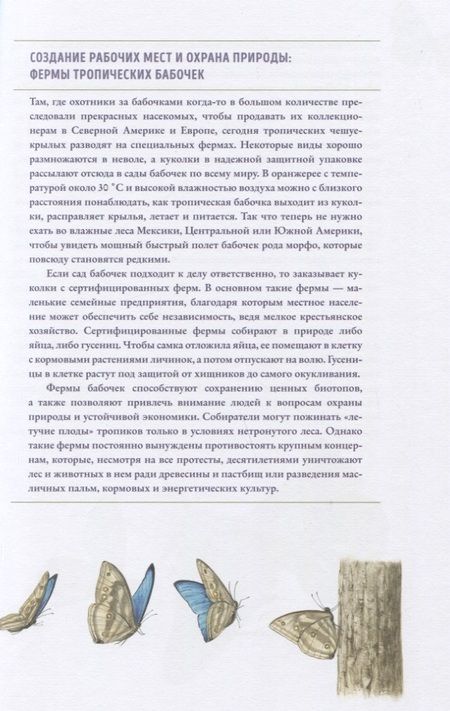 Фотография книги "Брандштеттер, Циппель: Бабочки. Основы систематики, среда обитания, жизненный цикл и магия совершенства"