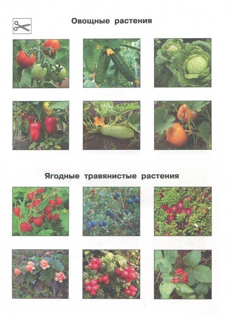 Фотография книги "Чуракова, Янычева: Окружающий мир. 1 класс. Тетрадь для внеурочной деятельности. Изучаем природу родного края"