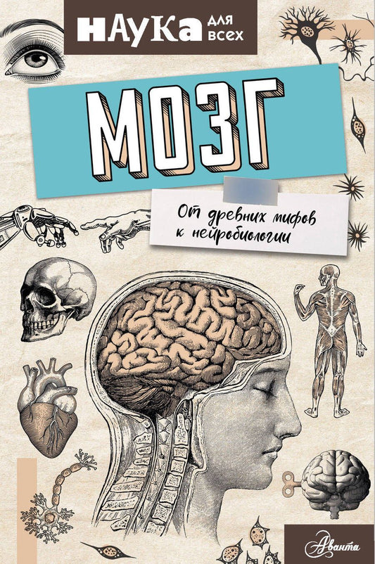 Обложка книги "Энн Руни: Мозг. От древних мифов к нейробиологии"
