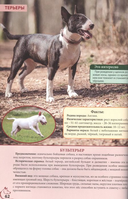 Фотография книги "ЭНЦИКЛОПЕДИЯ. ЭНЦИКЛОПЕДИЯ О КОШКАХ И СОБАКАХ"