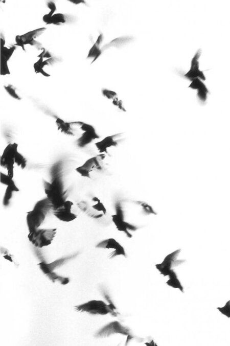 Фотография книги "Фоер: Жутко громко и запредельно близко"