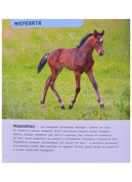Фотография книги "Гагельдонк: Это мой малыш! Детёныши разных животных"