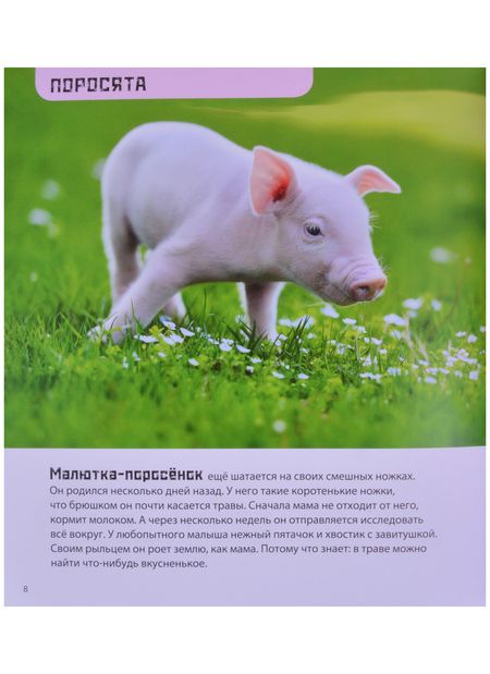 Фотография книги "Гагельдонк: Это мой малыш! Детёныши разных животных"