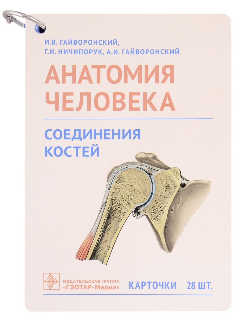 Обложка книги "Гайворонский, Ничипорук, Гайворонский: Анатомия человека. Соединения костей. Карточки. Наглядное учебное пособие"