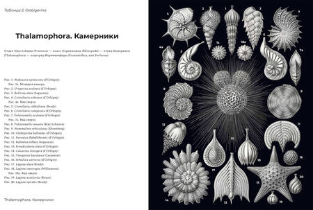 Фотография книги "Геккель: Красота форм в природе"