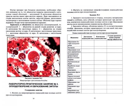Фотография книги "Гореликов, Шакирова: Биология размножения и развития. Лабораторный практикум. Учебно-методическое пособие"