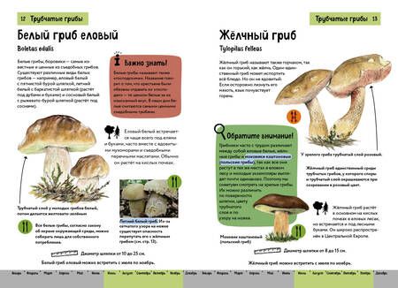 Фотография книги "Грибы. Краткий иллюстрированный справочник"