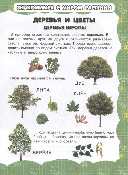 Фотография книги "И. Резько: Деревья и цветы"
