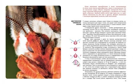 Фотография книги "Игорь Акимушкин: Мир животных. Рассказы о насекомых"