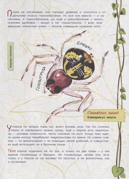 Фотография книги "Ирина Семенюк: В джунглях не только тигры. Жучки-паучки"