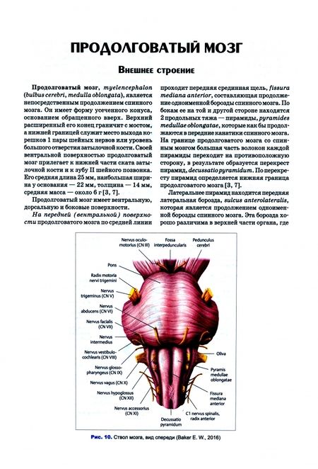 Фотография книги "Калмин, Калмина: Анатомия нервной системы. Учебное пособие для СПО"