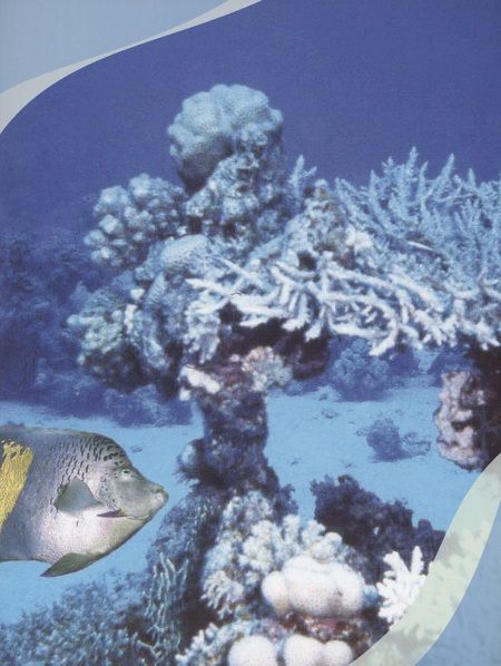 Фотография книги "Климов: Мир коралловых рифов Красного моря"