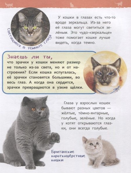 Фотография книги "Кошки и котята. Энциклопедия для детского сада"