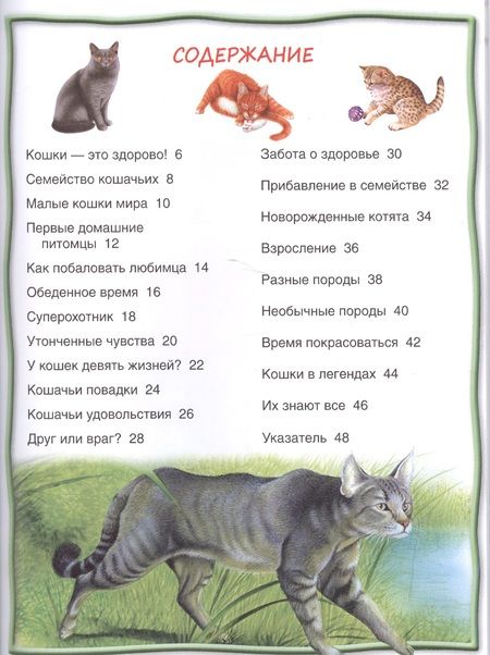 Фотография книги "Кошки и котята"