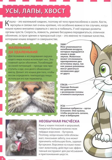 Фотография книги "Кошки и котята"