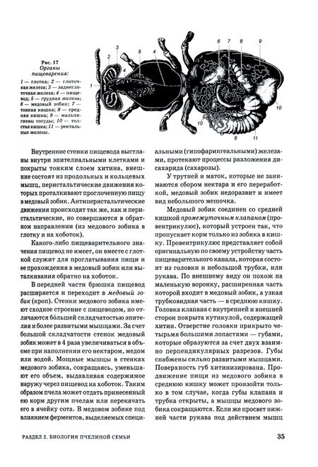 Фотография книги "Кривцов, Козин, Лебедев: Пчеловодство. Учебник"