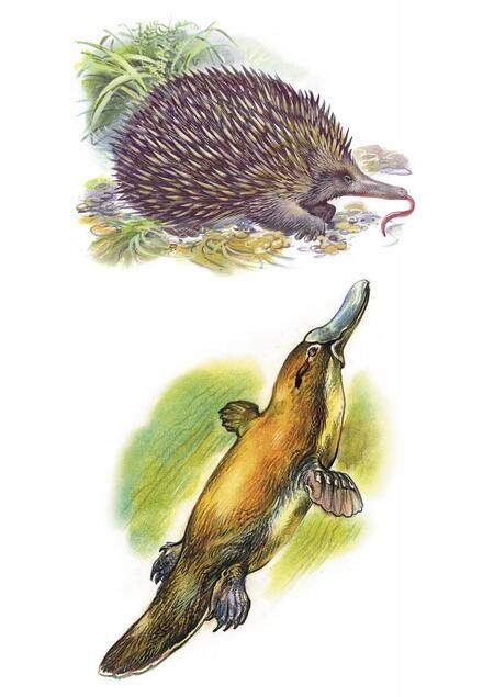 Фотография книги "Куликовская: Наглядно-дидактический материал. Животные Америки и Австралии. ФГОС"