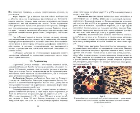 Фотография книги "Латыпов, Тимербаева, Кириллов: Болезни и вредители медоносных пчел. Учебное пособие для СПО"