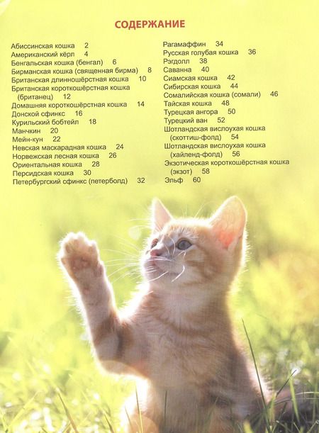 Фотография книги "Людмила Соколова: ЭНЦИКЛОПЕДИЯ ДЛЯ ДЕТЕЙ новые. КОШКИ"