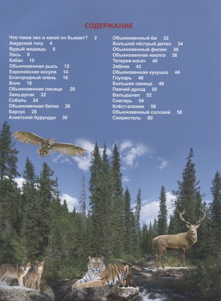 Фотография книги "Людмила Соколова: Кто живет в лесу?"