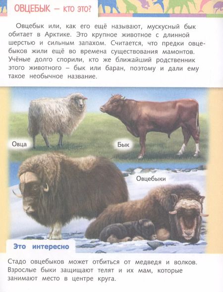 Фотография книги "Марина Султанова: Отчего и почему? Кто это? Удивительные жители нашей планеты"