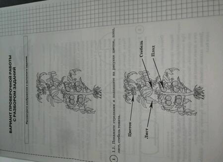 Фотография книги "Мазяркина, Первак: ВПР. Биология. 5 класс. Типовые задания. ФГОС"