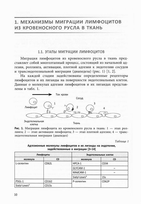 Фотография книги "Михайлова, Давыдова, Баженов: K-клетки и клетки трофобласта. Механизмы взаиморегуляции и их роль в репродуктивном процессе"