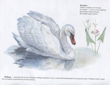 Фотография книги "Мир вокруг нас. Наглядно-дидактический материал. Птицы"