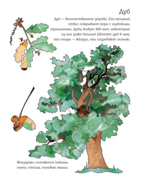 Фотография книги "Мой первый гербарий. Цветы и листья. ФГОС"