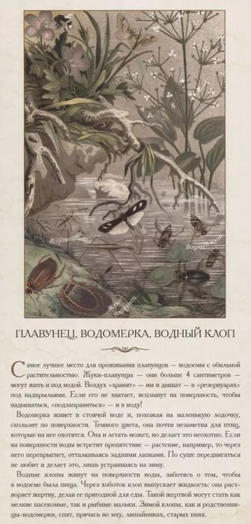 Фотография книги "Насекомые. В розе пышной и пахучей, нежась, спит блестящий жук"