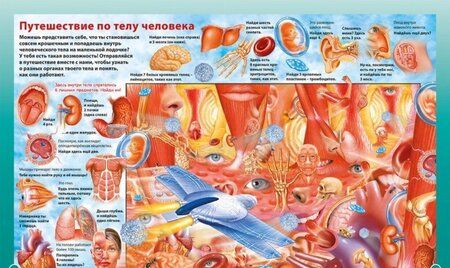 Фотография книги "О теле человека для мальчиков и девочек. Детская энциклопедия"
