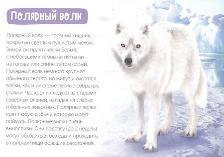 Фотография книги "Обучающая книга «Полярные животные»"