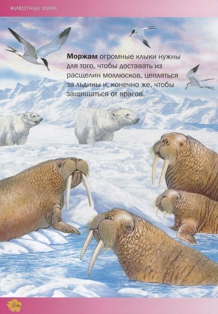Фотография книги "Пере Ровира: Животные мира.Энциклопедия для детей(МЕЛОВКА)"