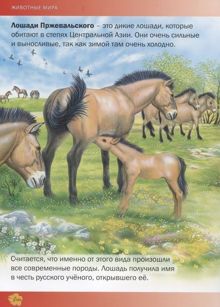 Фотография книги "Пере Ровира: Животные мира.Энциклопедия для детей(МЕЛОВКА)"
